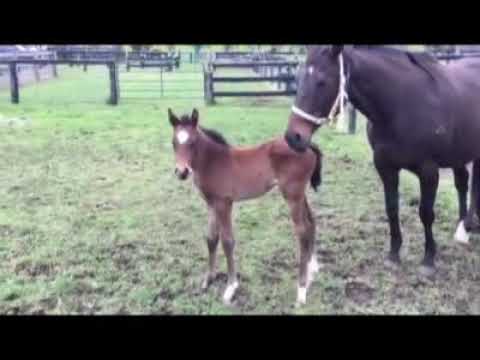 Victory Party & Animal Kingdom Foal